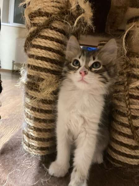 Котёнок девочка в Москве фото 6