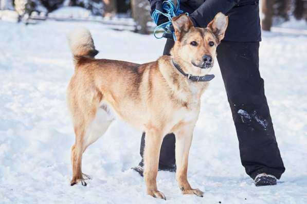 Хороший рыжий пес, лучший друг человека в Санкт-Петербурге фото 39