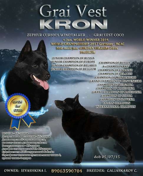 SHIPPERKE \ SCHIPPERKE в Иванове фото 3