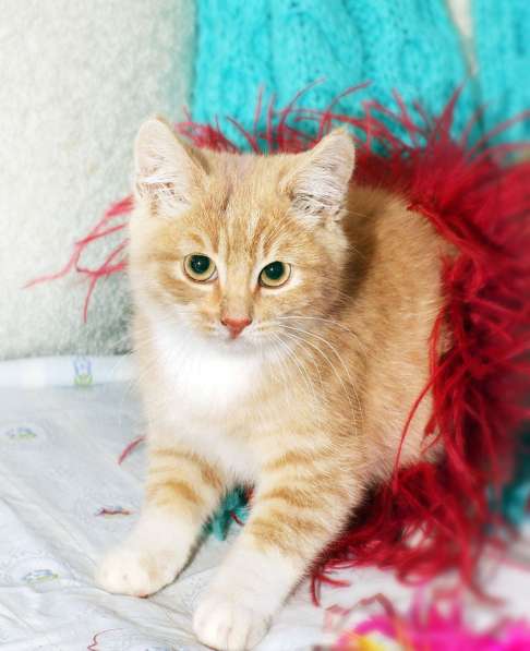 Рыженький котенок Цитрон - сплошное очарование. в Москве фото 5