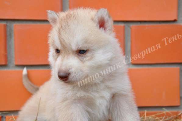 Две высокопородные девочки Хаски от Чемпионов! в Тюмени фото 32