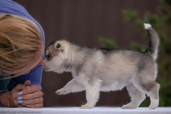 Щенки хаски ищут хозяев