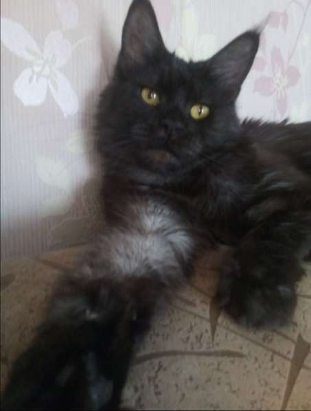 Котята мэйн кун в Хабаровске фото 3