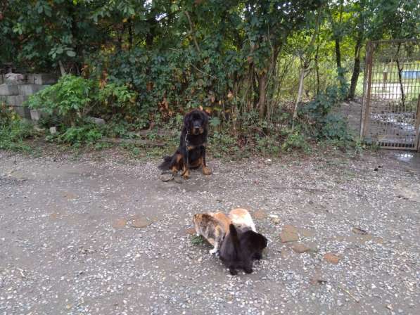 Дрессировка собак в Белореченске фото 8