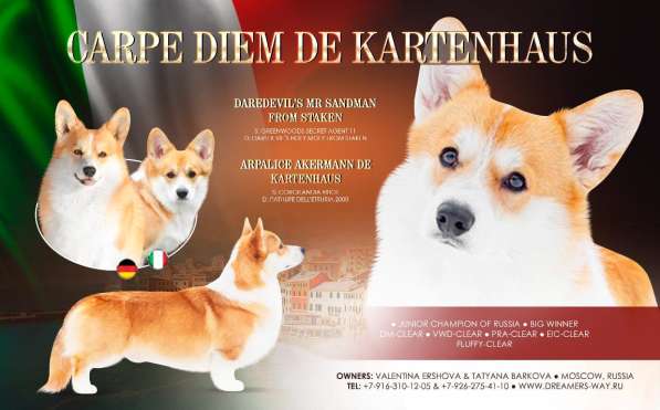 Вельш корги пемброк в Ростове-на-Дону фото 3