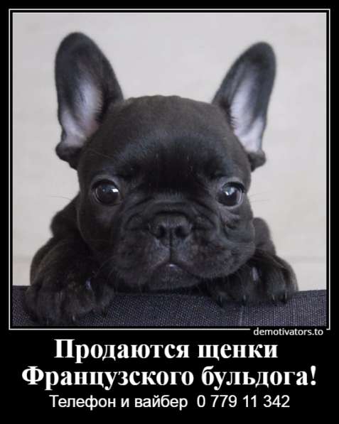 Очаровательные щеночки французского бульдога в фото 19