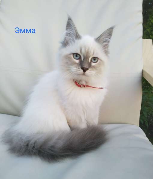 Шикарный котенок девочка в Москве фото 4
