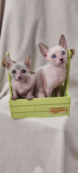 Продаются котята породы Lykoi (Ликой, кошка-волк) в Санкт-Петербурге фото 14