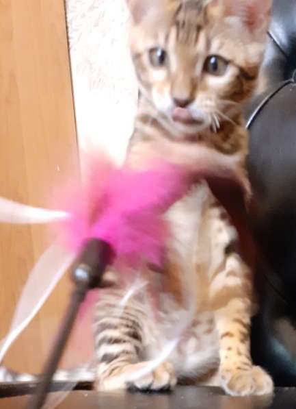 Бенгальская девочка в Москве фото 6