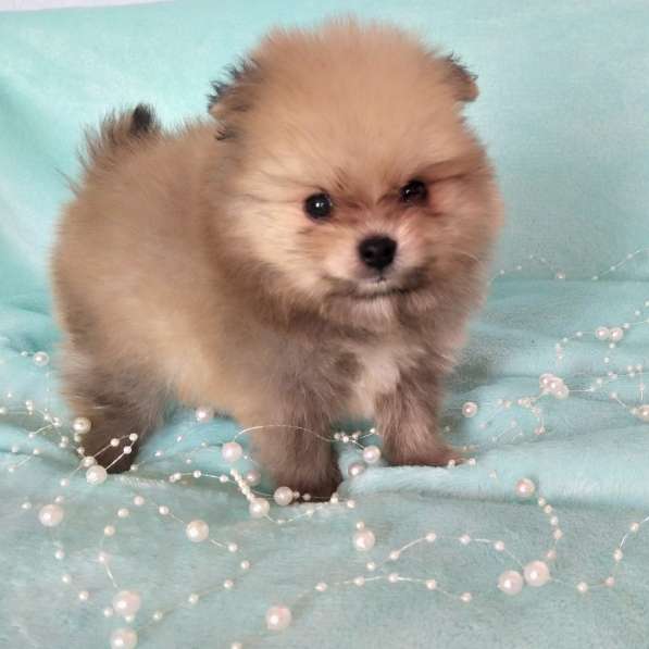 Щенки померанского шпица мальчики и девочки в фото 12