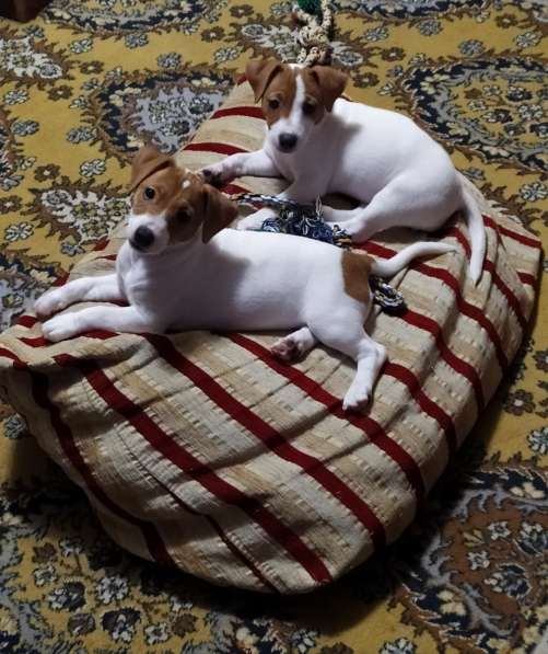 Продам Джек Рассел терьер в фото 6