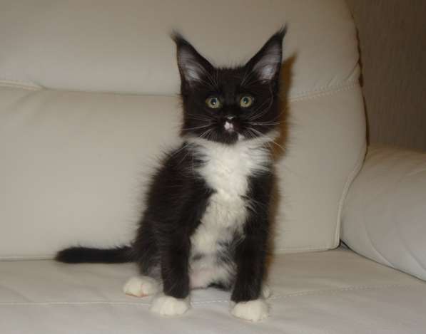 Лексус котик мейн кун в Москве фото 19