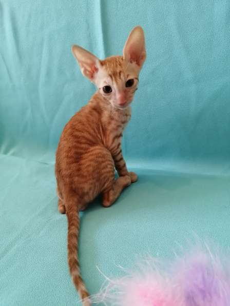 Котята Корниш рекс из питомника в Москве фото 5