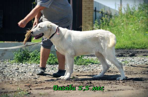 Щенок Среднеазиатской овчарки в Новосибирске фото 42