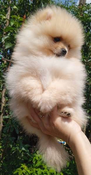 Померанский шпиц в фото 4