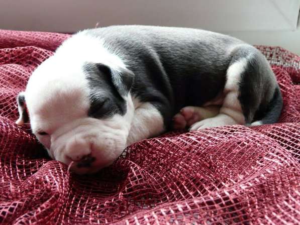 Щенки амстаффа в Красноярске фото 15