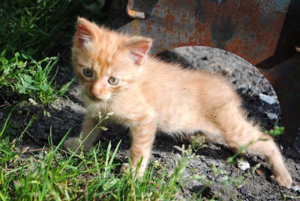 Продам котенка породы мэйн кун в Кемерове фото 3