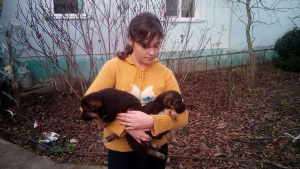 Щенок немецкой овчарки девочка с родословной в Симферополе фото 12