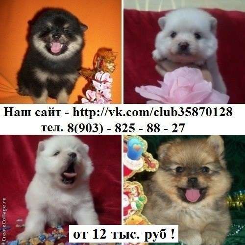 Красивые малыши шпицы