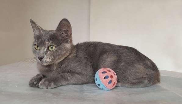 Котенок в добрые руки в Москве фото 17