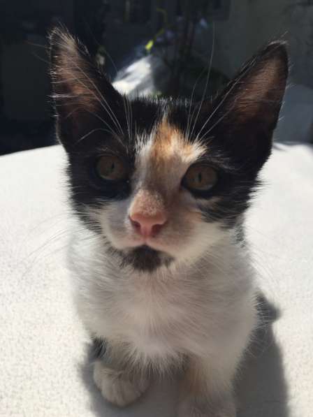 Котята в Кисловодске фото 61