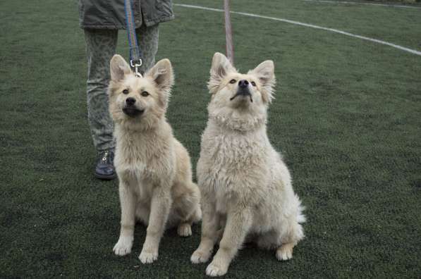 Небольшой как игрушечка пёсик в Санкт-Петербурге фото 8