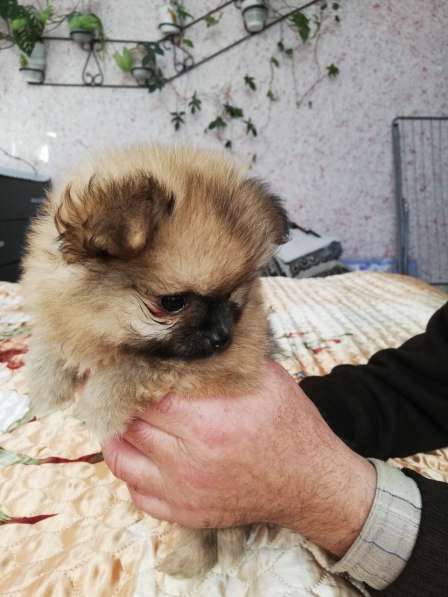 Шикарные щенки померанского шпица из питомника - медвежий ти в фото 31
