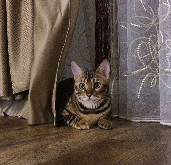 Бенгальский кот в Омске фото 3