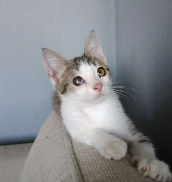 Вертушка, котенок 4 мес в добрые руки в Москве фото 4