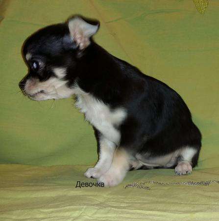 ЧИХУАХУАЗамечательная мини-девочка в Санкт-Петербурге