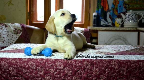 Щенки лабрадора из питомника в Белгороде фото 13