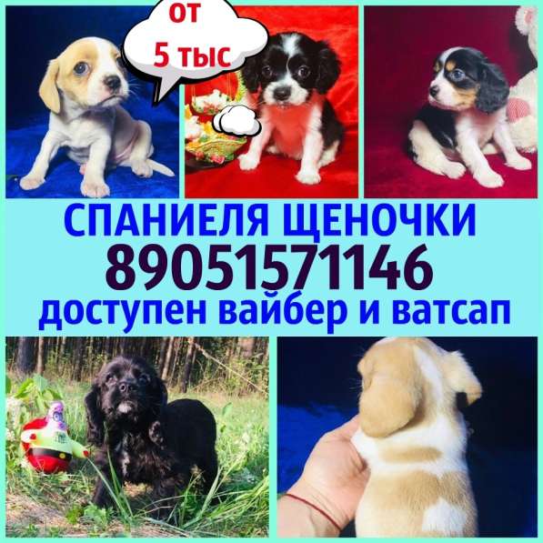 СПАНИЕЛЯ ЩЕНОЧКИ разных окрасов в продаже в Кинешме