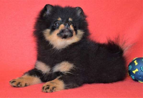 Красавчик в Москве фото 11