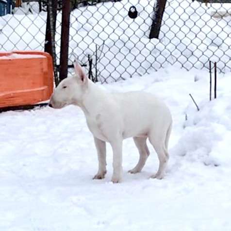 Бультерьер в фото 9