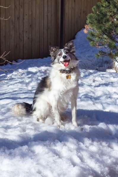 Очень ищет свою семью Ластик в Москве фото 19