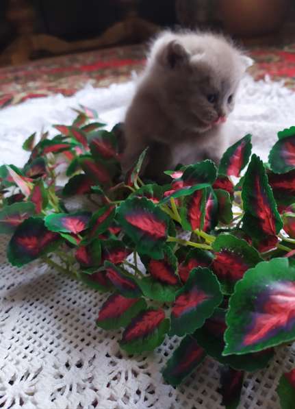 ШОТЛАНДСКИЕ КОТЯТА в фото 3