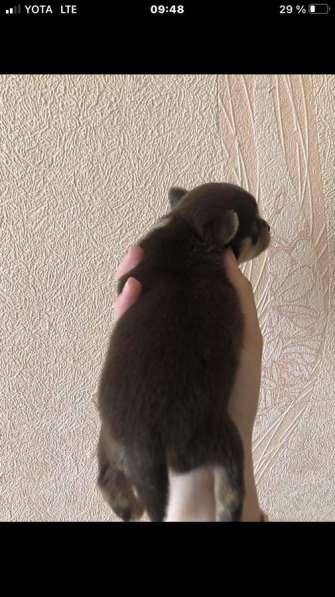 Чихуахуа породистые в Москве фото 6