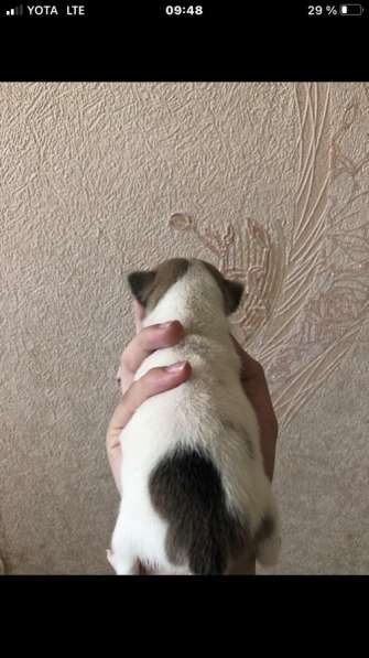 Чихуахуа породистые в Москве фото 8