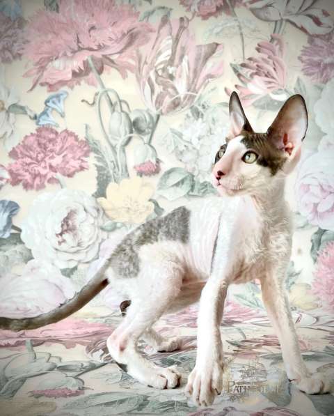 Cornishrex