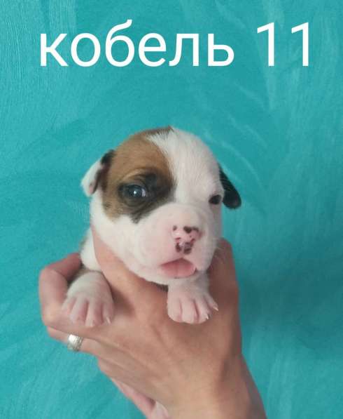 Щенки в Москве фото 9