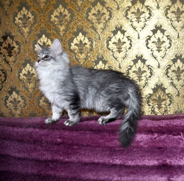 Свободны шикарные котята мэйн-куны редких окрасов в Москве фото 22