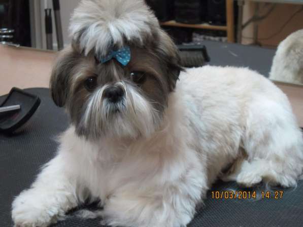 Стрижка собак в Москве фото 7