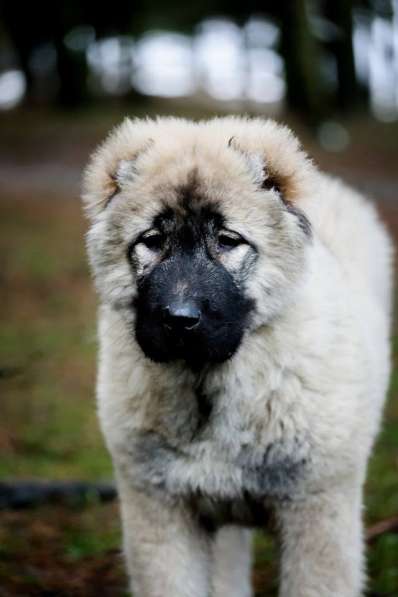 Щенки КАВКАЗСКОЙ ОВЧАРКИ