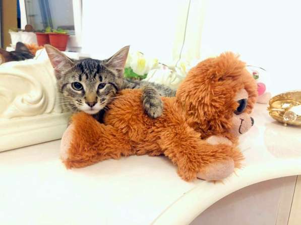 Мурлыка-котенок с дефектом глазика очень ищет дом в Санкт-Петербурге фото 27