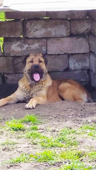 Продаются щенки алабая в фото 13