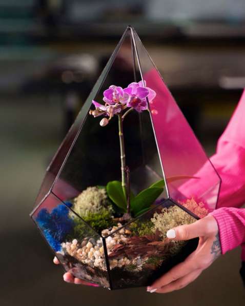 Флорариум с орхидеей, отличный подарок и предмет интерьера