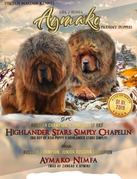 Щенки Тибетского мастифа в Москве фото 5