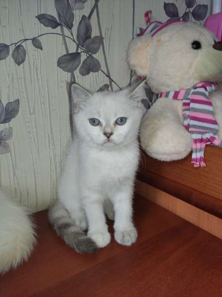 Шотландские котята в Краснодаре фото 8