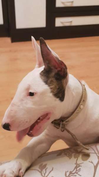 Щенок стандартного бультерьера в Екатеринбурге фото 4