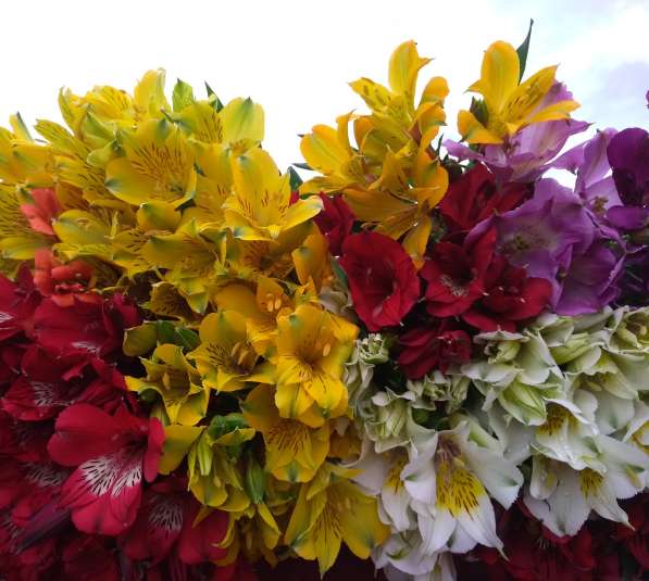 Продаю дом с бизнесом